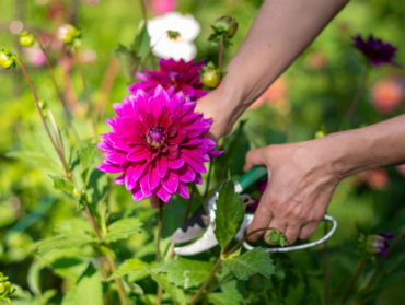 5 Plantes à Tailler Avant Fin Octobre pour un Jardin Fleuri au Printemps