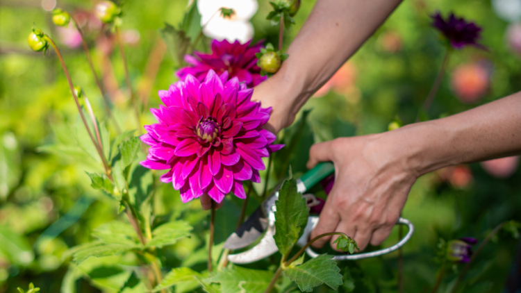 5 Plantes à Tailler Avant Fin Octobre pour un Jardin Fleuri au Printemps