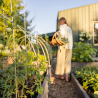 Comment Débuter un Potager en Automne : Guide Facile pour les Débutants