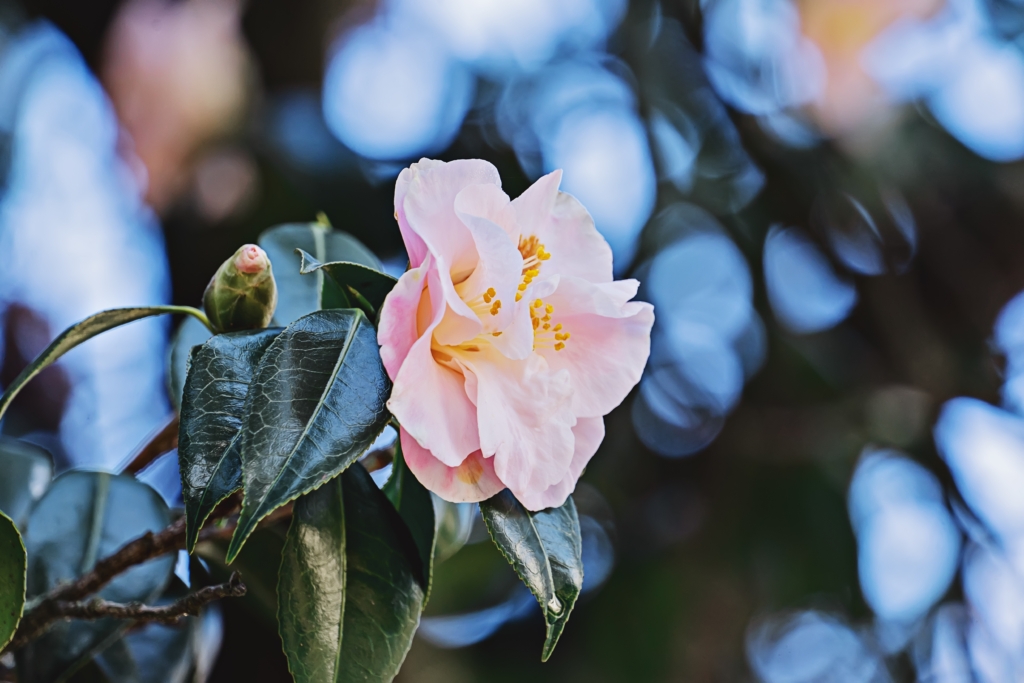 Camellia japonica