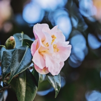 Fleurs d’Hiver : Sublimez Votre Jardin de Décembre à Mars