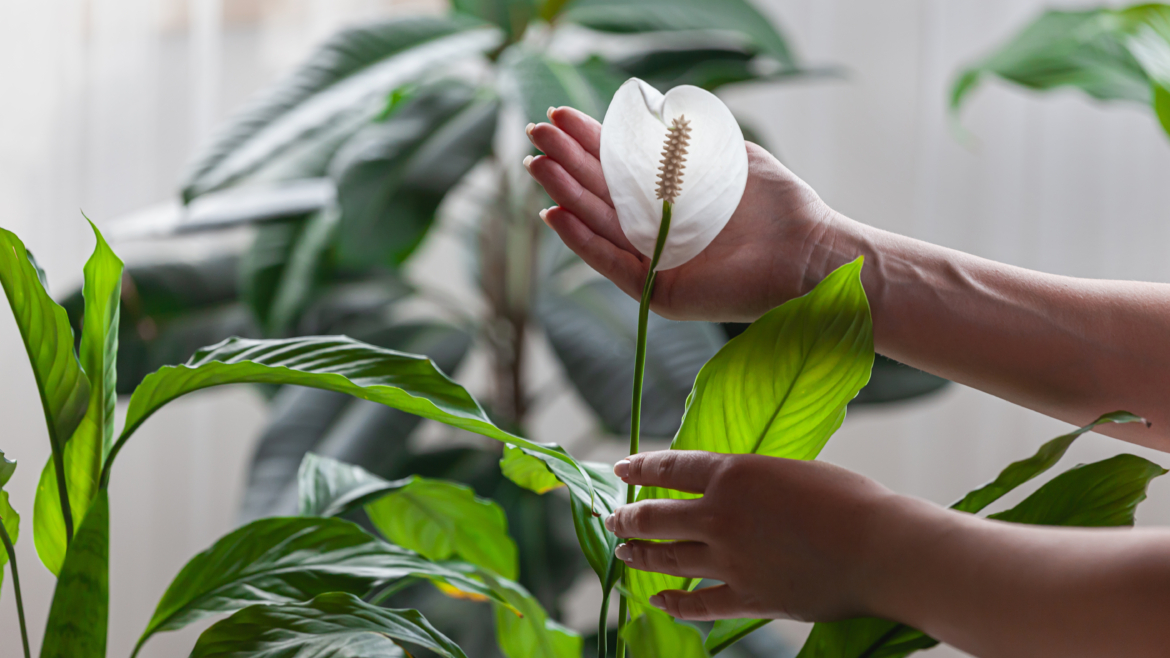 4 Plantes d’Intérieur pour Purifier l’Air et Réguler l’Humidité
