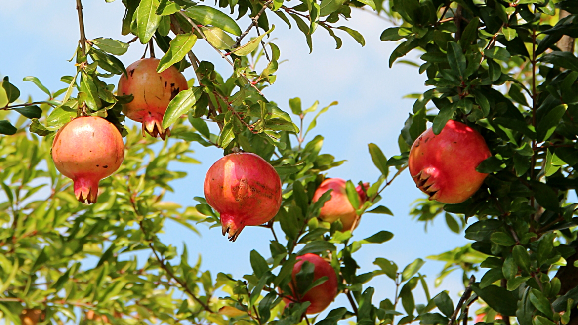 Punica Granatum