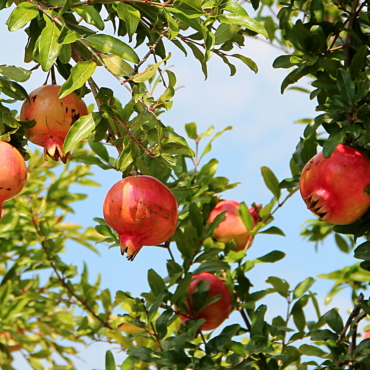 Punica Granatum