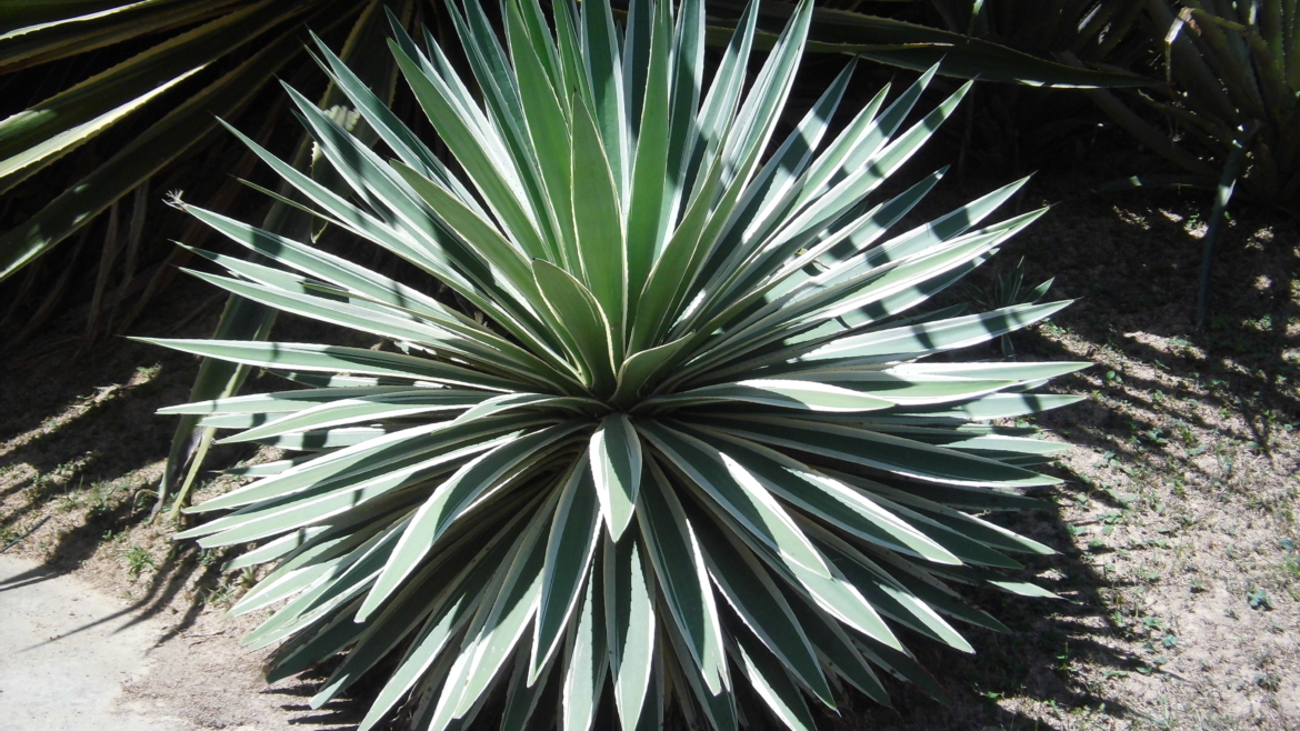 Agave