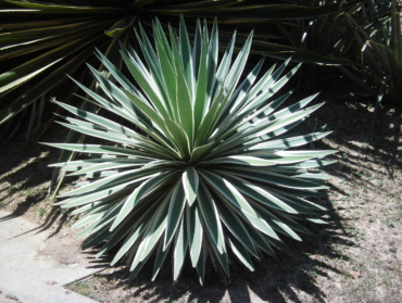 Agave