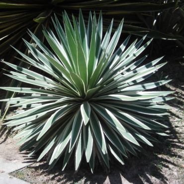 Agave