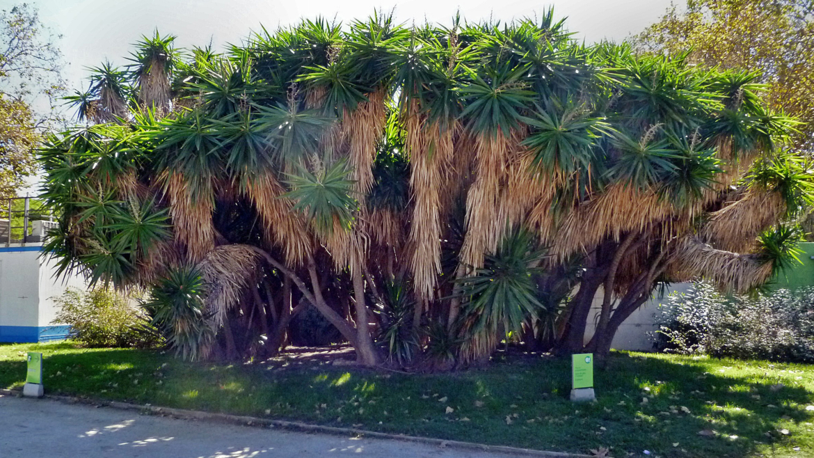 Yucca elephantipes