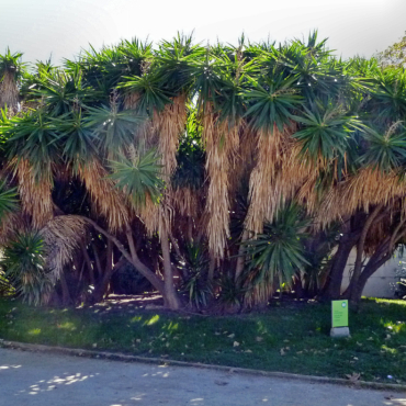 Yucca elephantipes