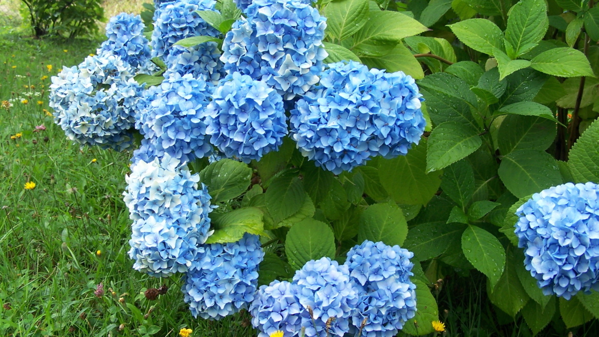 Hydrangea macrophylla