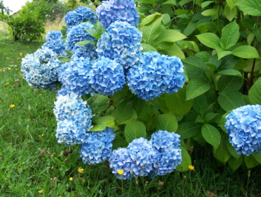 Hydrangea macrophylla