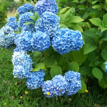 Hydrangea macrophylla