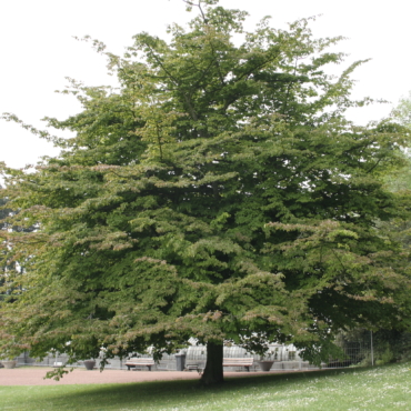 Parrota Persica
