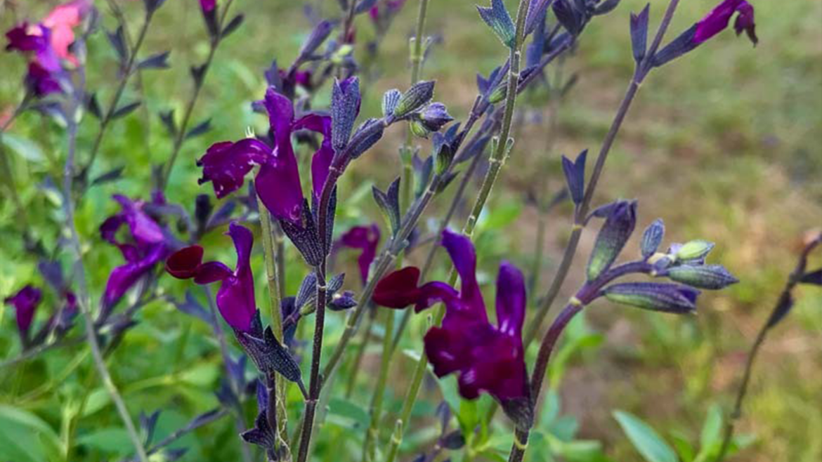 Salvia jamensis Violette de Loire