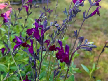 Salvia jamensis Violette de Loire