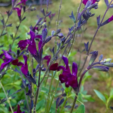Salvia jamensis Violette de Loire