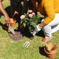 Jardin : dernières semaines pour planter avant le printemps !