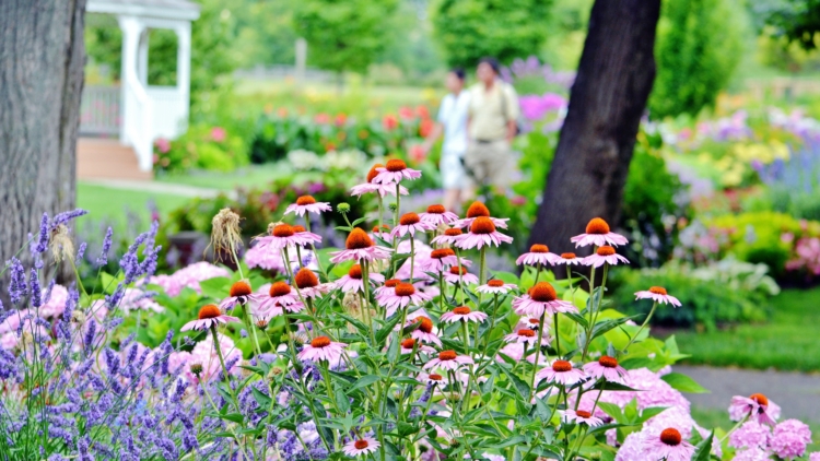 Tendances jardin 2025 : plantes à adopter pour un extérieur vivant