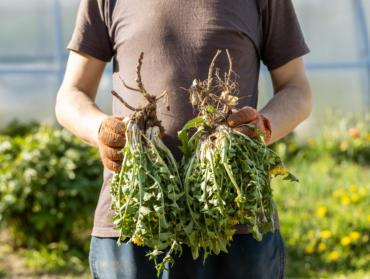 7 mauvaises herbes utiles à préserver au jardin
