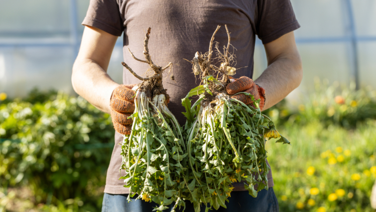 7 mauvaises herbes utiles à préserver au jardin