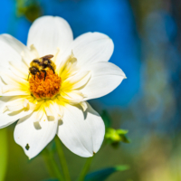 Top 5 des plantes efficaces contre les allergies au pollen
