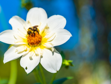 Top 5 des plantes efficaces contre les allergies au pollen