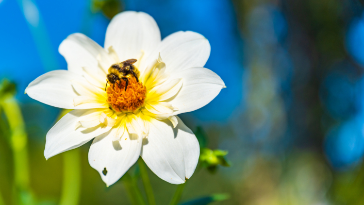 Top 5 des plantes efficaces contre les allergies au pollen