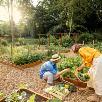 Jardinage : voici les légumes les plus rentables à faire pousser chez soi