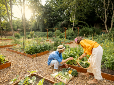 Jardinage : voici les légumes les plus rentables à faire pousser chez soi