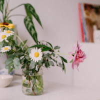 7 plantes pour rafraîchir naturellement votre intérieur