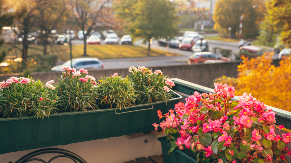 Plantes de balcon résistantes à la sécheresse : votre oasis estivale sans effort