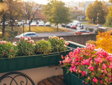 Plantes de balcon résistantes à la sécheresse : votre oasis estivale sans effort