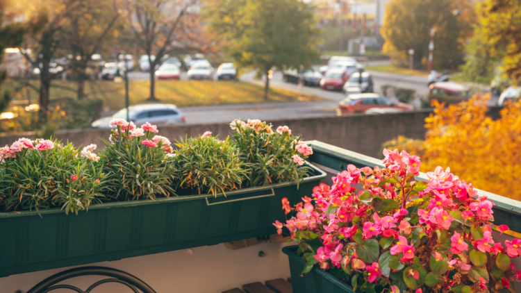 Plantes de balcon résistantes à la sécheresse : votre oasis estivale sans effort