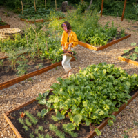 Protéger son potager des fortes chaleurs