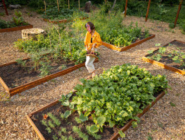 Protéger son potager des fortes chaleurs