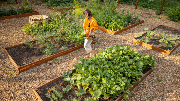 Protéger son potager des fortes chaleurs