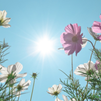 Plantes résistantes à la canicule : 10 variétés au-delà de 40 °C