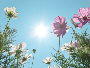 Plantes résistantes à la canicule : 10 variétés au-delà de 40 °C