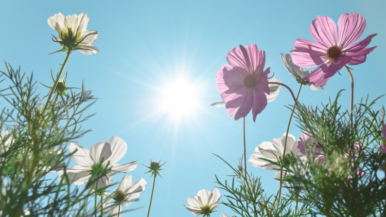 Plantes résistantes à la canicule : 10 variétés au-delà de 40 °C