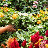 Plantes toxiques de jardin : dangers à connaître