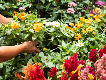 Plantes toxiques de jardin : dangers à connaître