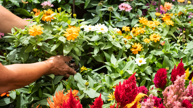 Plantes toxiques de jardin : dangers à connaître
