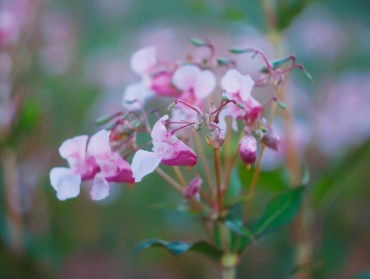 Balsamine de l’Himalaya : la plante désormais interdite en Europe