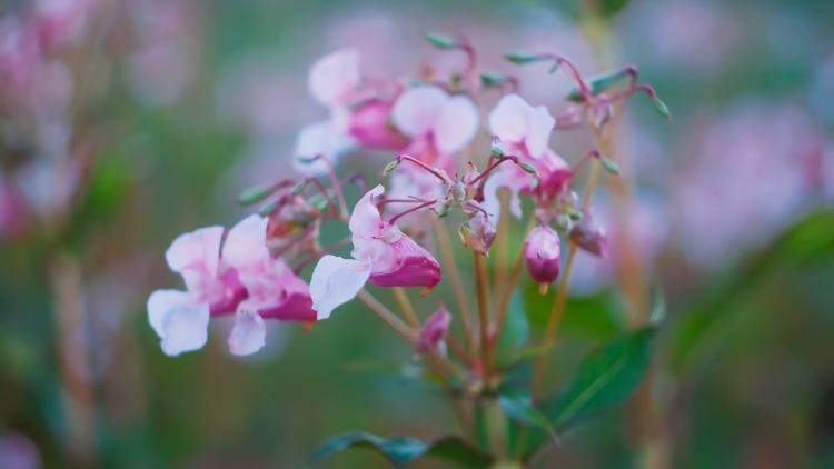 Balsamine de l’Himalaya : la plante désormais interdite en Europe