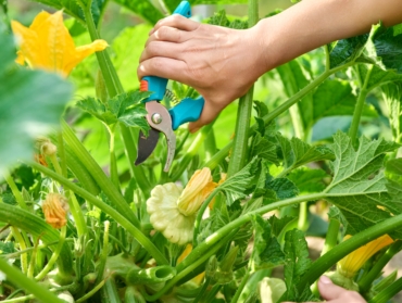 Plantes à tailler en octobre : rosiers, pivoines, lilas, clématites