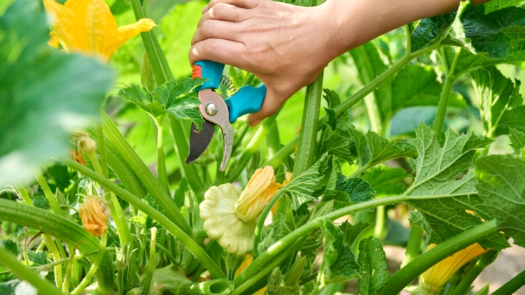 Plantes à tailler en octobre : rosiers, pivoines, lilas, clématites