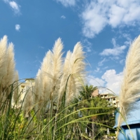 Plantes invasives : les espèces à éviter absolument dans votre jardin