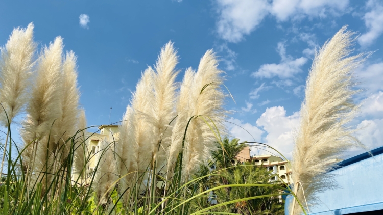 Plantes invasives : les espèces à éviter absolument dans votre jardin