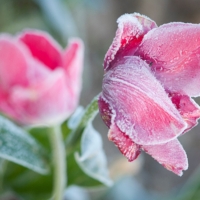 Alerte gel : 7 plantes à protéger absolument cet hiver