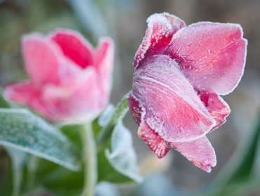 Alerte gel : 7 plantes à protéger absolument cet hiver